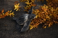   Juvenile Leatherback turtle navigating Sargassum way sea  